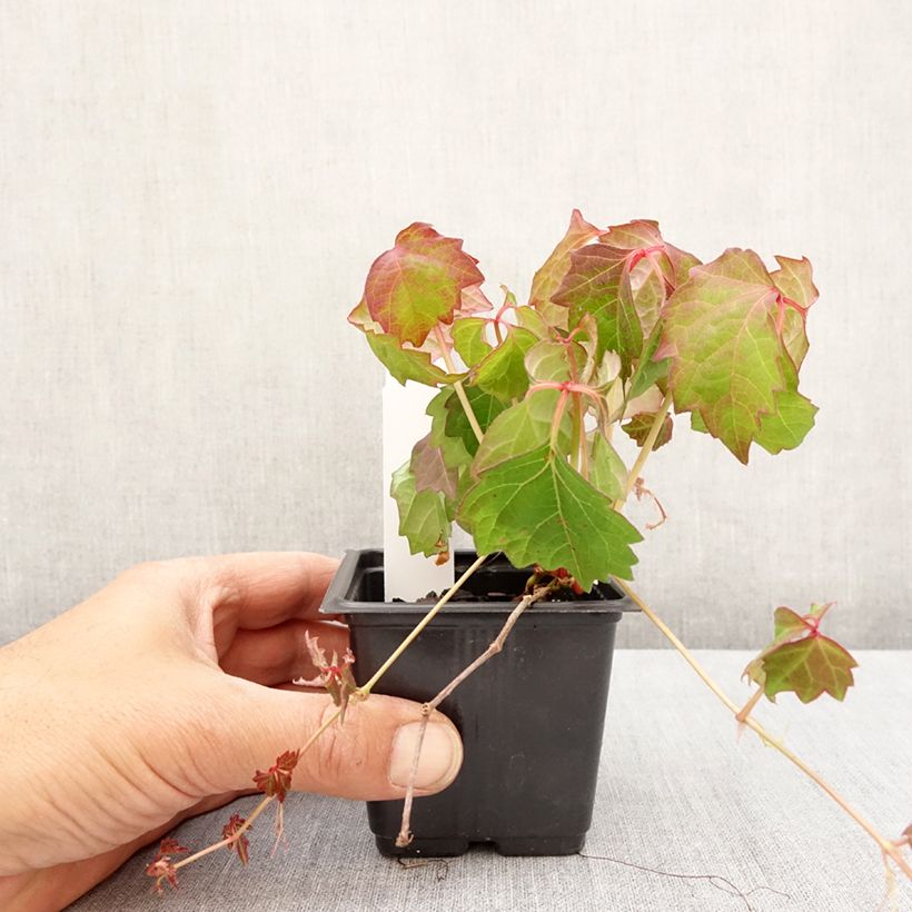Amostra de Parthenocissus tricuspidata Veitchii Vaso de 8/9 cm tal como entregue na primavera