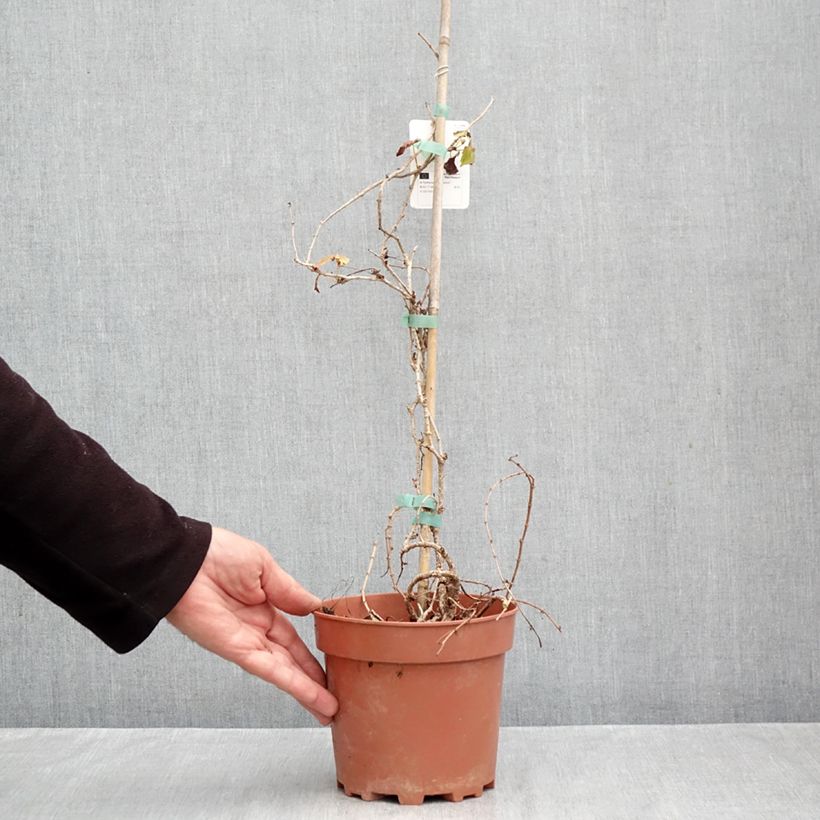 Amostra de Parthenocissus tricuspidata Veitchii - Hera-do-japão Vaso de 2 L/3 L tal como entregue no outono