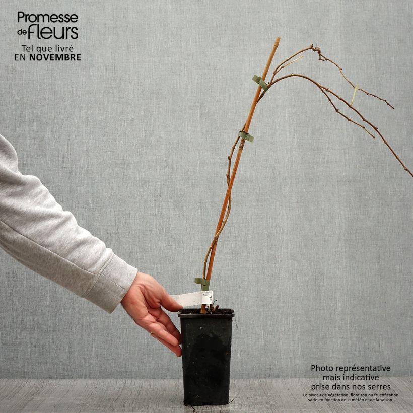 Amostra de Parthenocissus tricuspidata Veitchii Robusta Vaso de 1,5 L/2 L tal como entregue no outono