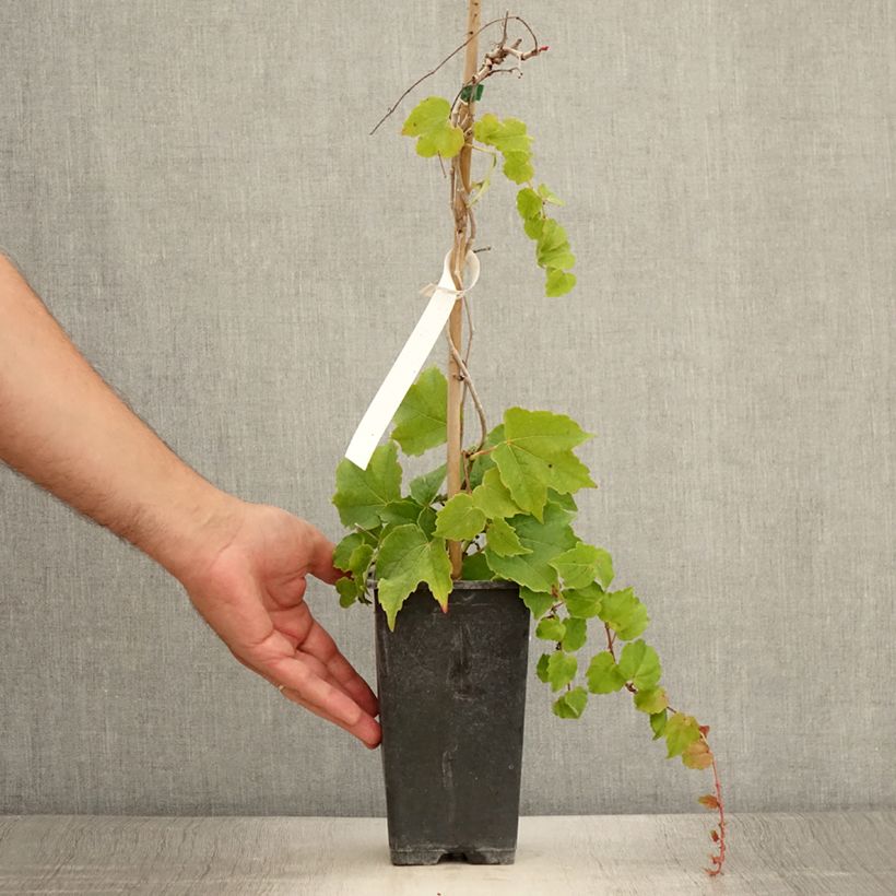 Amostra de Parthenocissus tricuspidata Veitchii Robusta Vaso de 1,5 L/2 L tal como entregue no verão