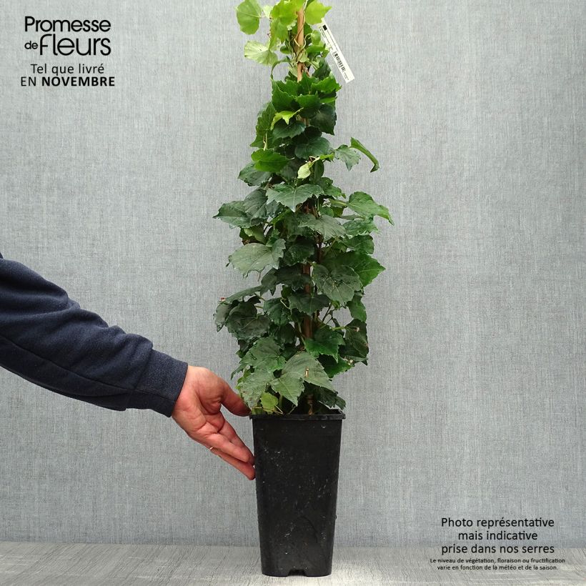 Amostra de Parthenocissus tricuspidata Veitchii Robusta Vaso de 2 L/3 L tal como entregue no outono