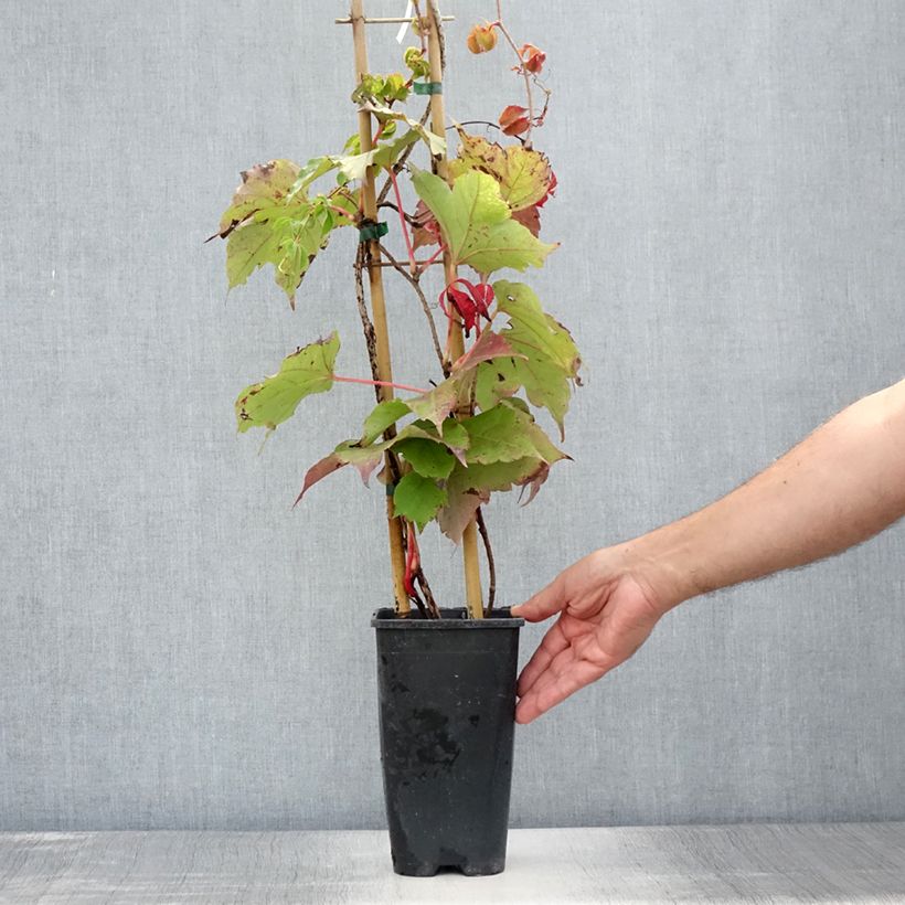 Amostra de Parthenocissus tricuspidata Veitchii Robusta Vaso de 2 L/3 L tal como entregue no verão