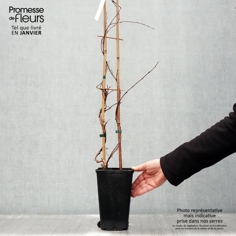 Amostra de Parthenocissus tricuspidata Veitchii Robusta Vaso de 2 L/3 L tal como entregue no inverno
