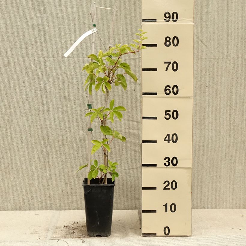 Amostra de Parthenocissus quinquefolia Yellow Wall Vaso de 3 L/4 L tal como entregue no verão