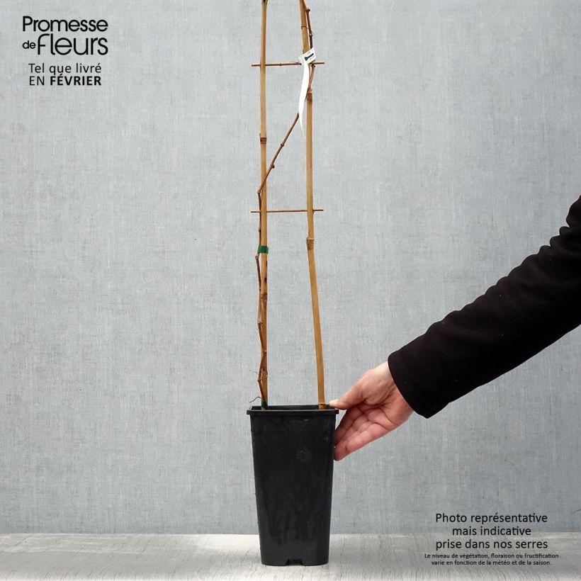 Amostra de Parthenocissus quinquefolia Yellow Wall Vaso de 3 L/4 L tal como entregue no inverno