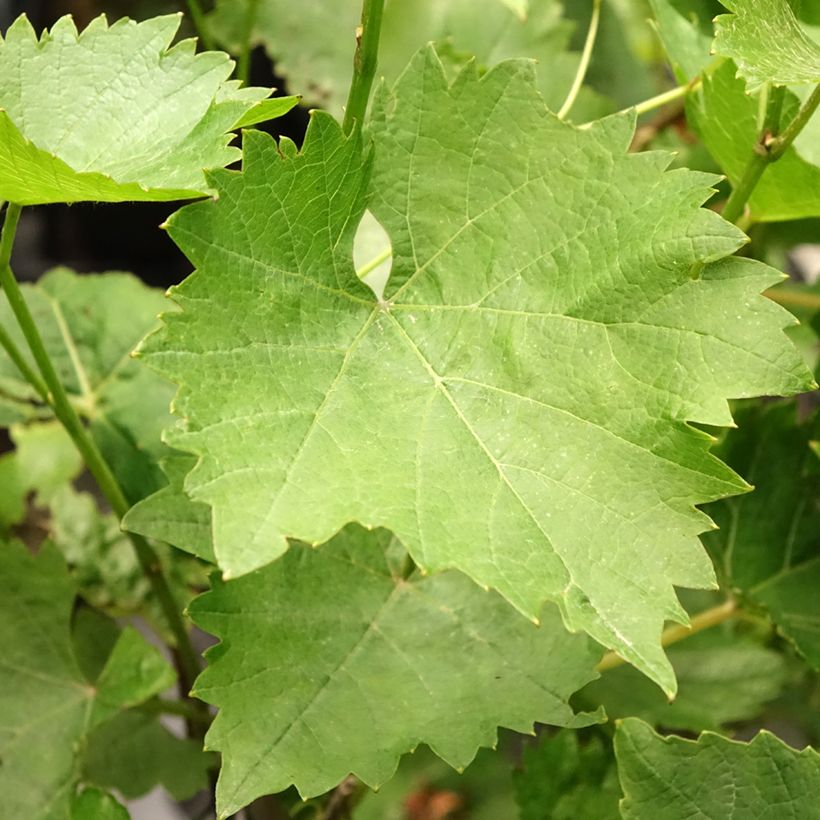 Videira Phoenix - Vitis vinifera (Folhagem)