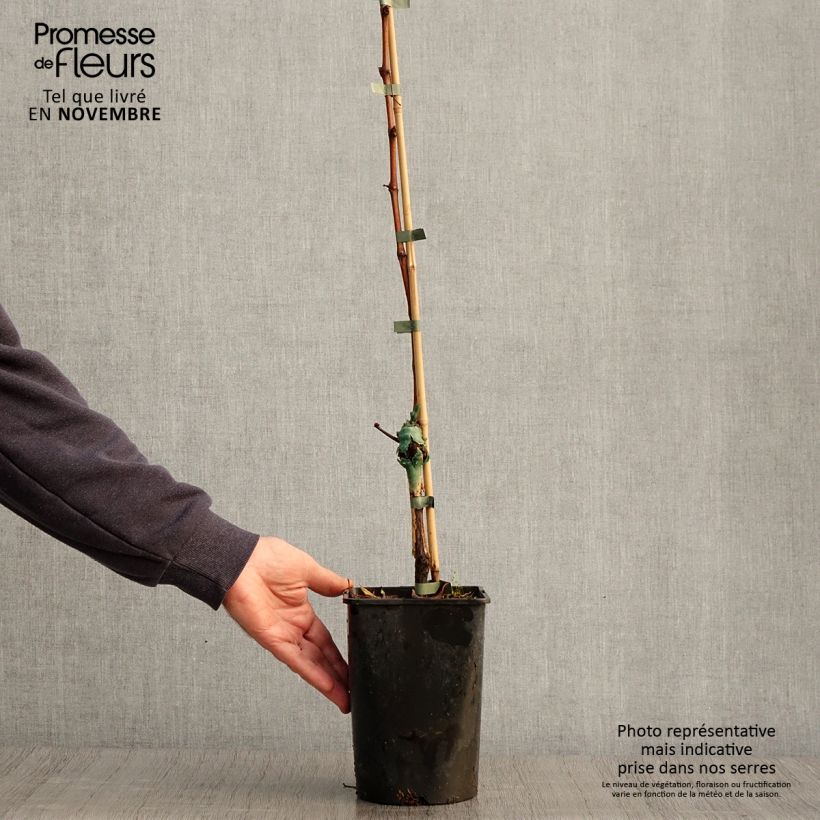 Amostra de Videira Phoenix - Vitis vinifera Vaso de 2 L/3 L tal como entregue no outono