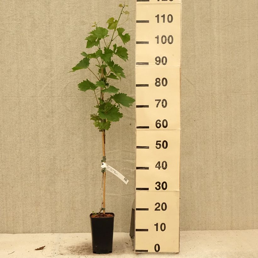 Amostra de Videira Phoenix - Vitis vinifera Vaso de 2 L/3 L tal como entregue no verão