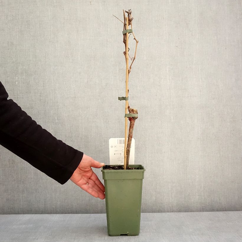 Amostra de Vigne - Vitis Phoenix Vaso de 2 L/3 L tal como entregue no inverno