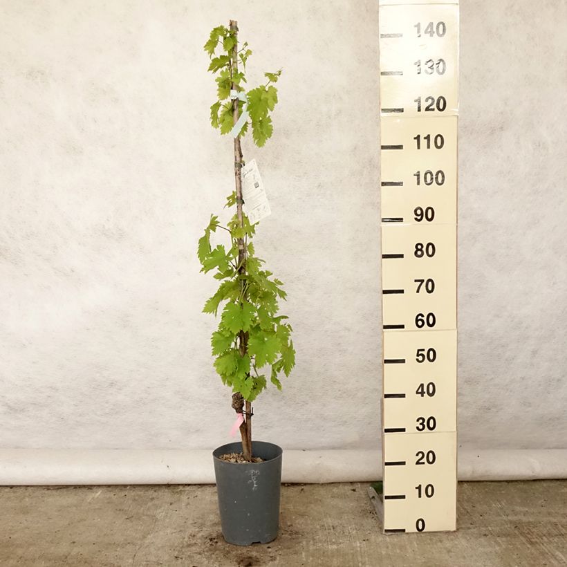 Amostra de Videira Argentina - Vitis vinifera Vaso de 4 L/5 L tal como entregue no verão