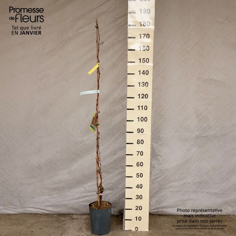 Amostra de Vigne - Vitis vinifera Argentina Vaso de 4 L/5 L tal como entregue no inverno