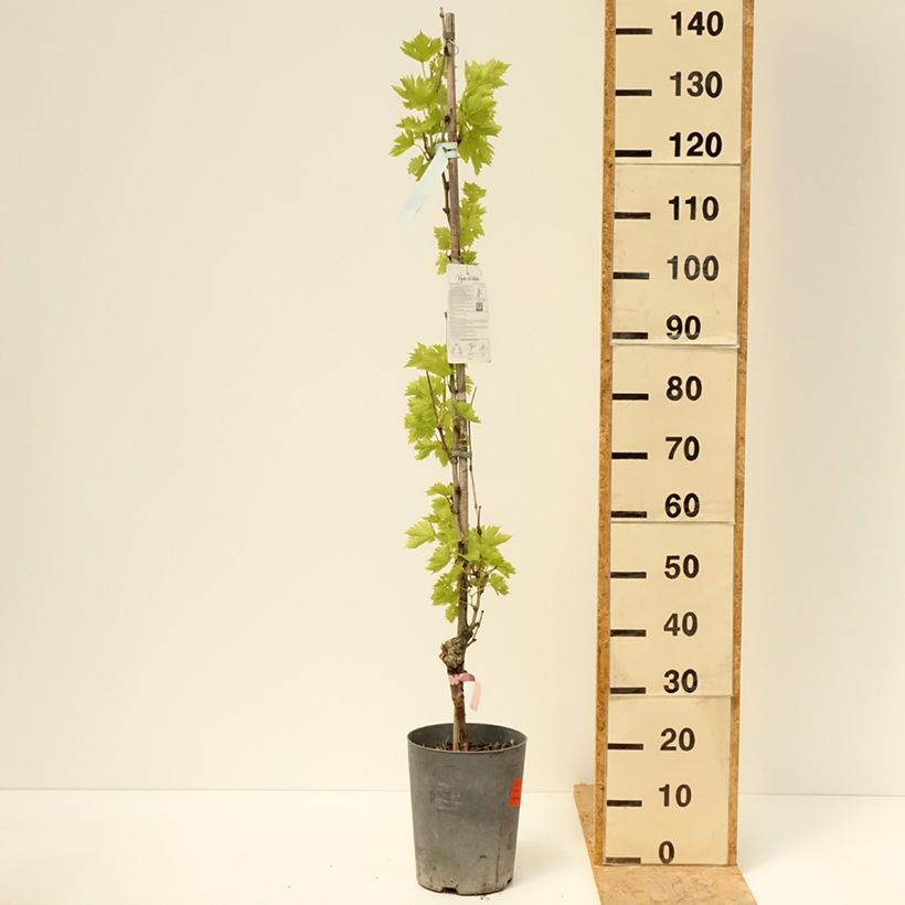 Amostra de Videira Argentina - Vitis vinifera Vaso de 4 L/5 L tal como entregue na primavera