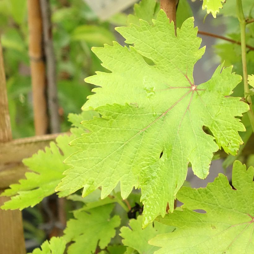 Videira Argentina - Vitis vinifera (Folhagem)