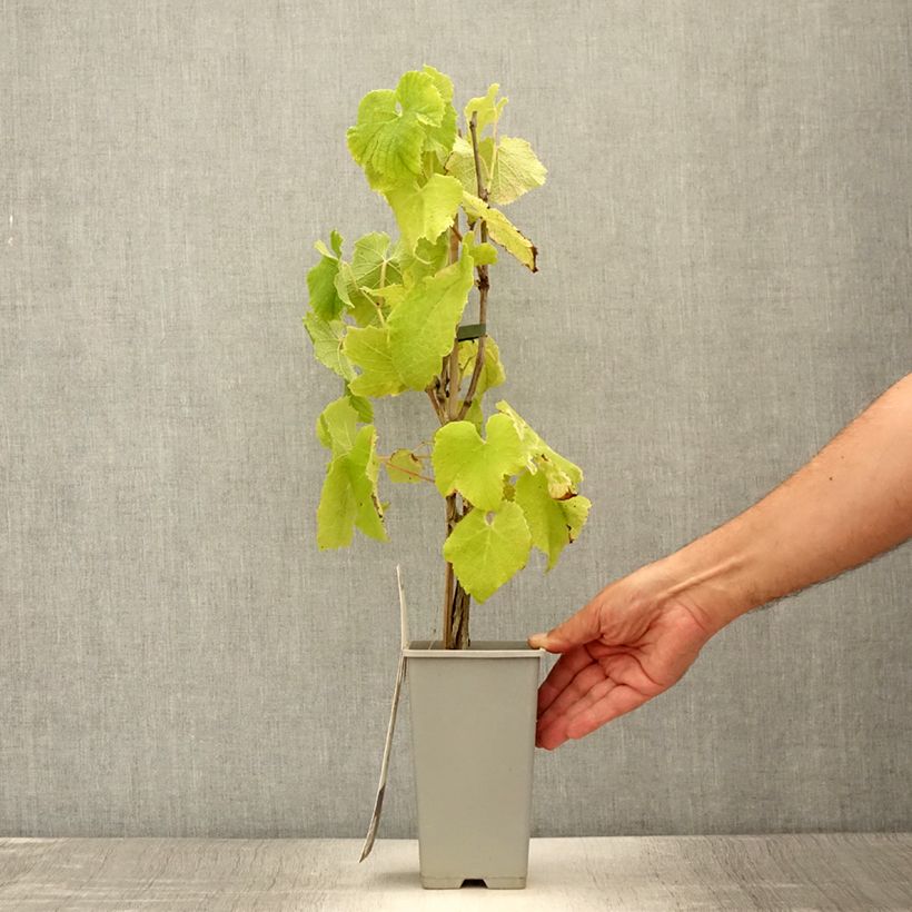 Amostra de Videira Himrod - Vitis vinifera Vaso de 1,5 L/2 L tal como entregue no verão
