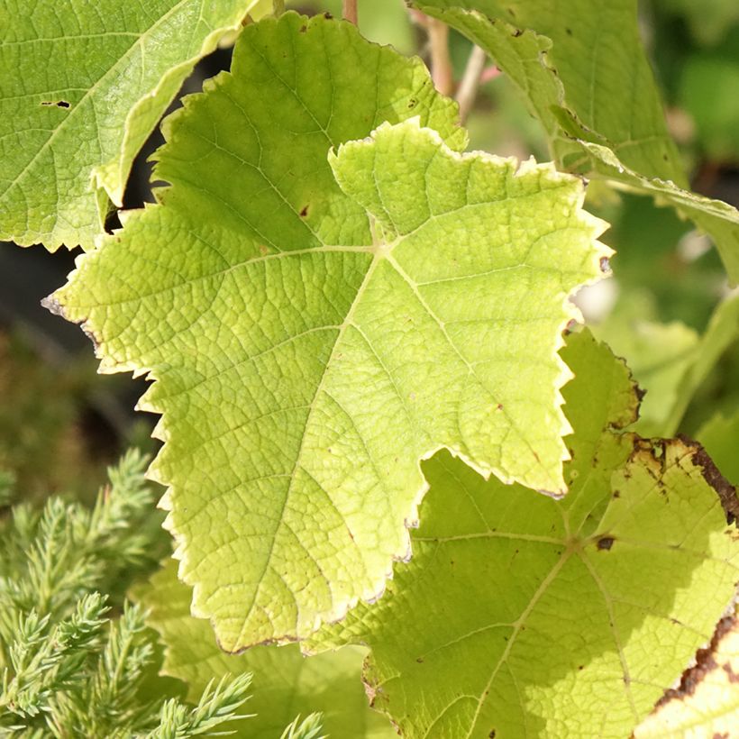 Videira Himrod - Vitis vinifera (Folhagem)