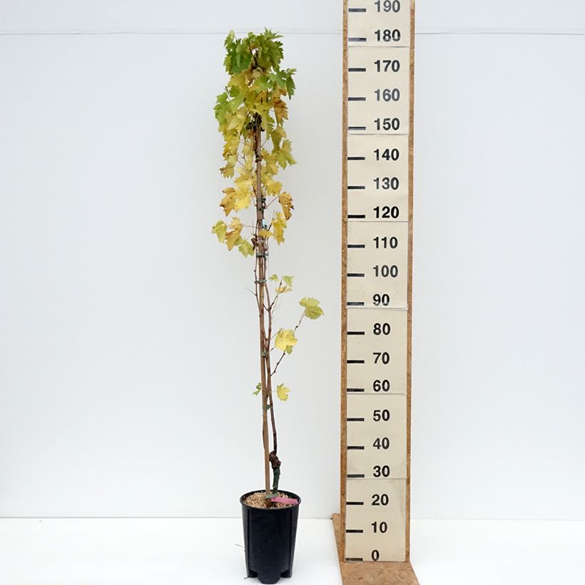 Amostra de Videira Miss Pink - Vitis vinifera Vaso de 4 L/5 L tal como entregue no outono