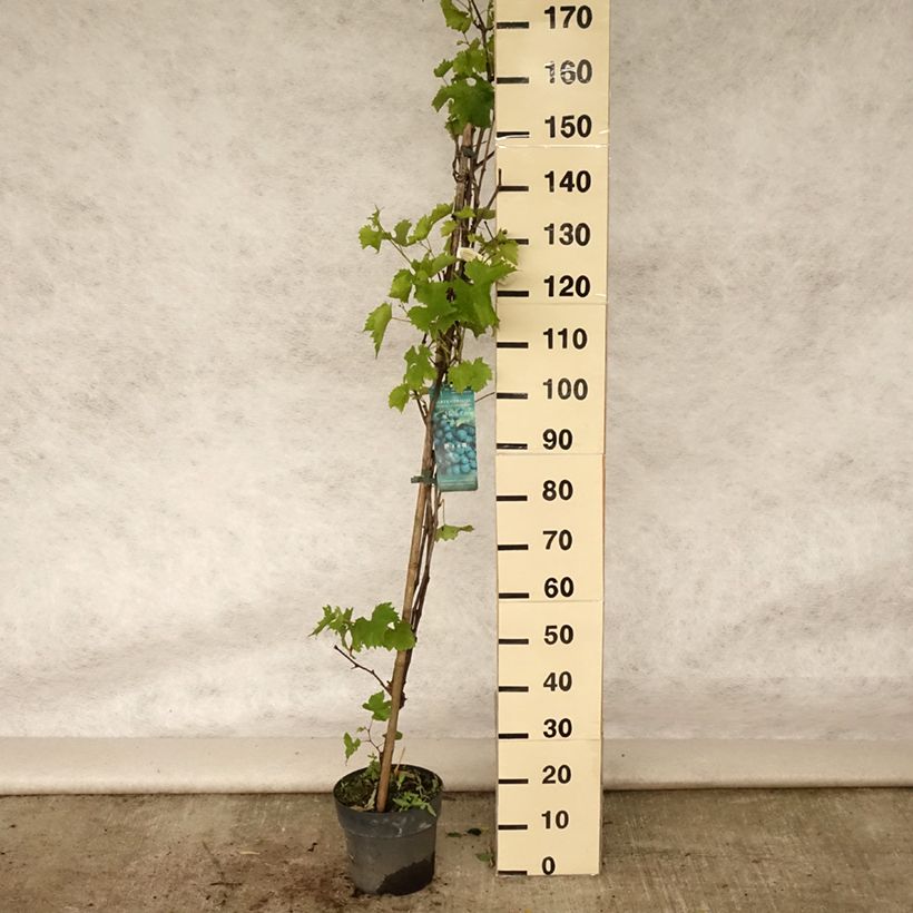 Amostra de Videira Muscat Bleu - Vitis vinifera Vaso de 4 L/5 L tal como entregue no verão