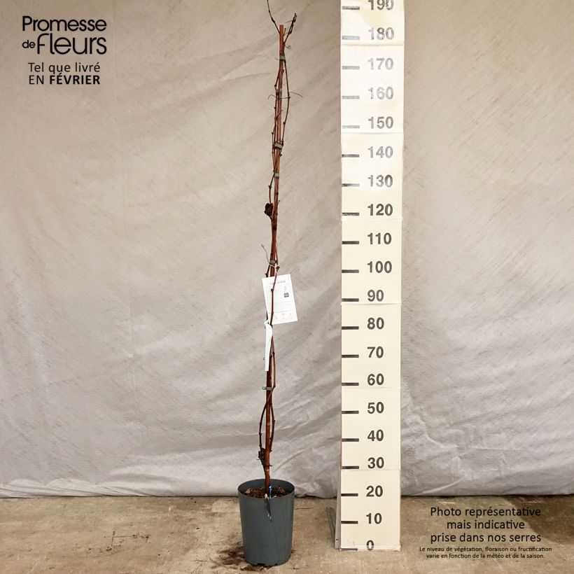 Amostra de Vigne - Vitis vinifera Muscat Bleu Vaso de 4 L/5 L tal como entregue no inverno