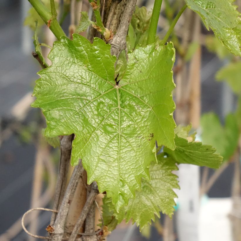 Videira Muscat Bleu - Vitis vinifera (Folhagem)