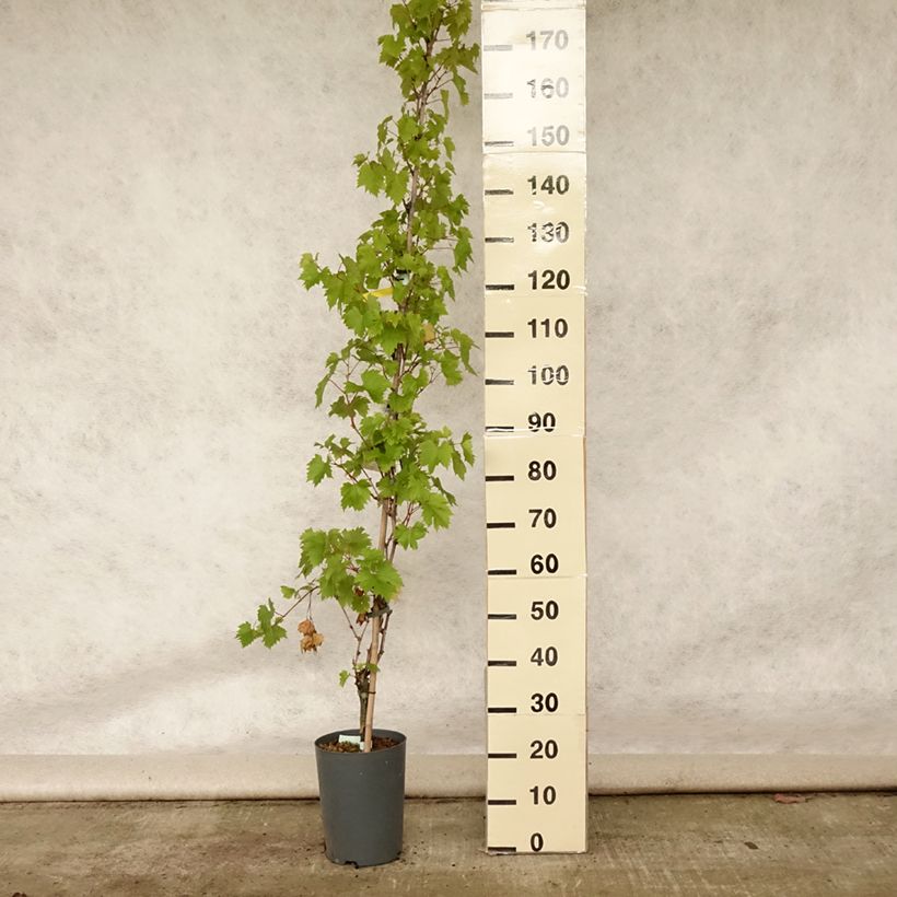 Amostra de Videira Palatina - Vitis vinifera Vaso de 4 L/5 L tal como entregue no verão