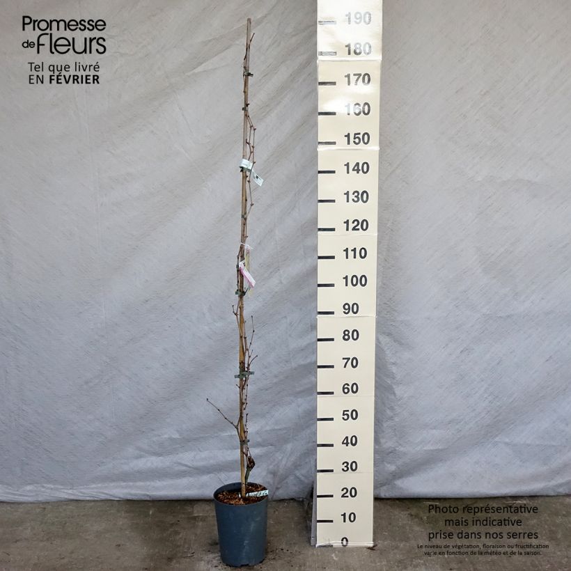 Amostra de Vigne - Vitis Palatina Vaso de 4 L/5 L tal como entregue no inverno