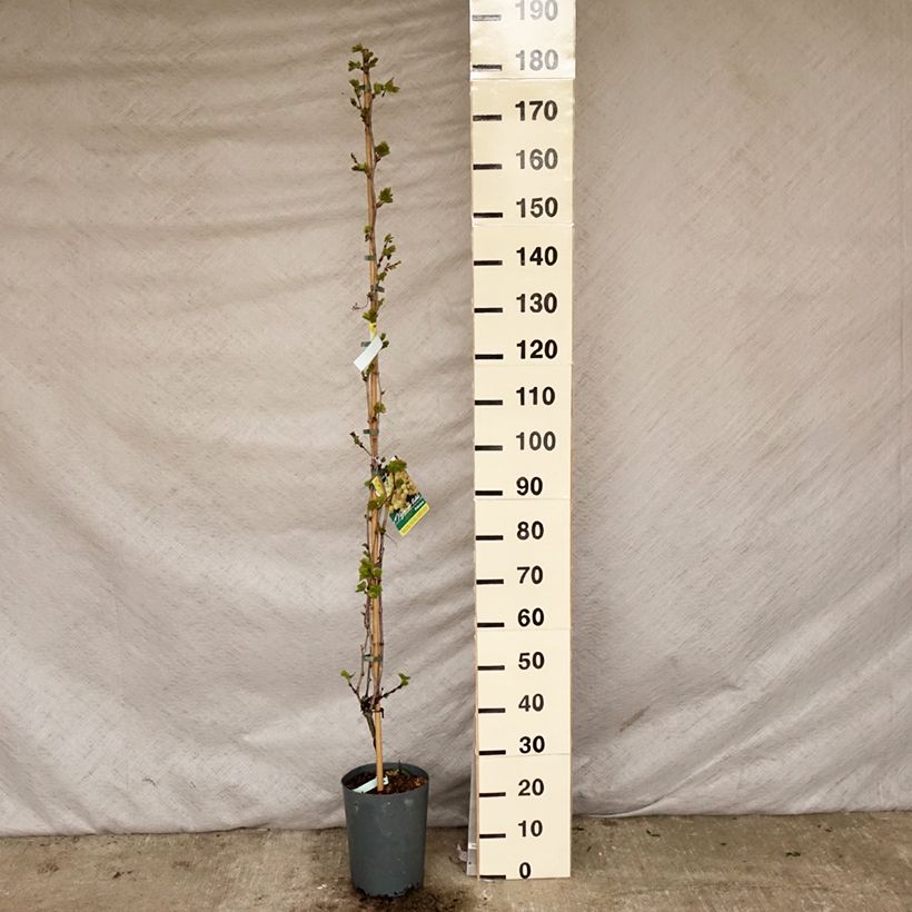 Amostra de Videira Palatina - Vitis vinifera Vaso de 4 L/5 L tal como entregue na primavera