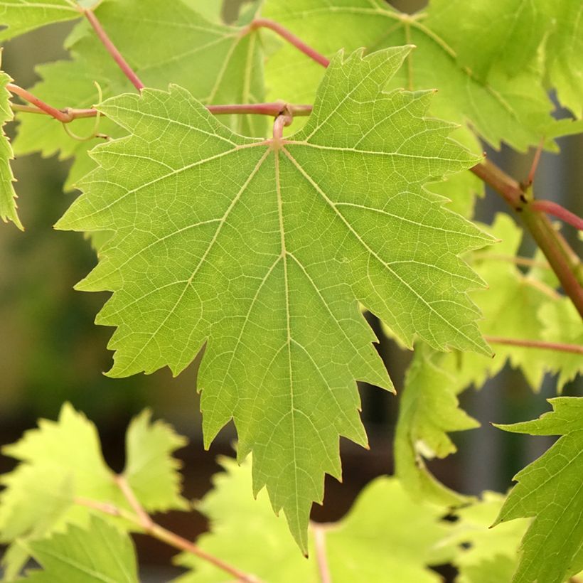Videira Palatina - Vitis vinifera (Folhagem)