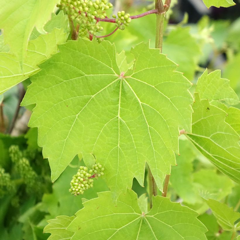 Videira Vroege Van Der Laan - Vitis vinifera (Folhagem)