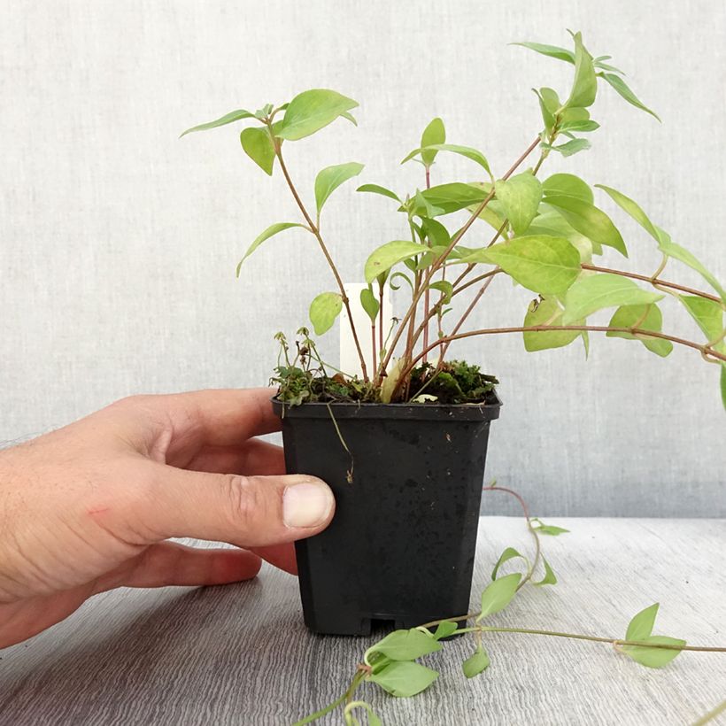 Amostra de Pervinca-maior Alba Vaso de 8/9 cm tal como entregue no outono