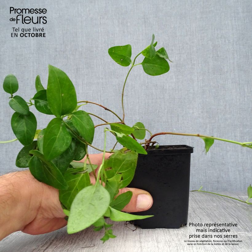 Amostra de Pervinca-maior  - Vinca major Vaso de 7/8 cm tal como entregue no outono