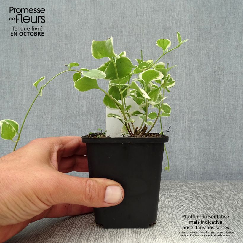 Amostra de Pervinca-maior Variegata Vaso de 8/9 cm tal como entregue no outono