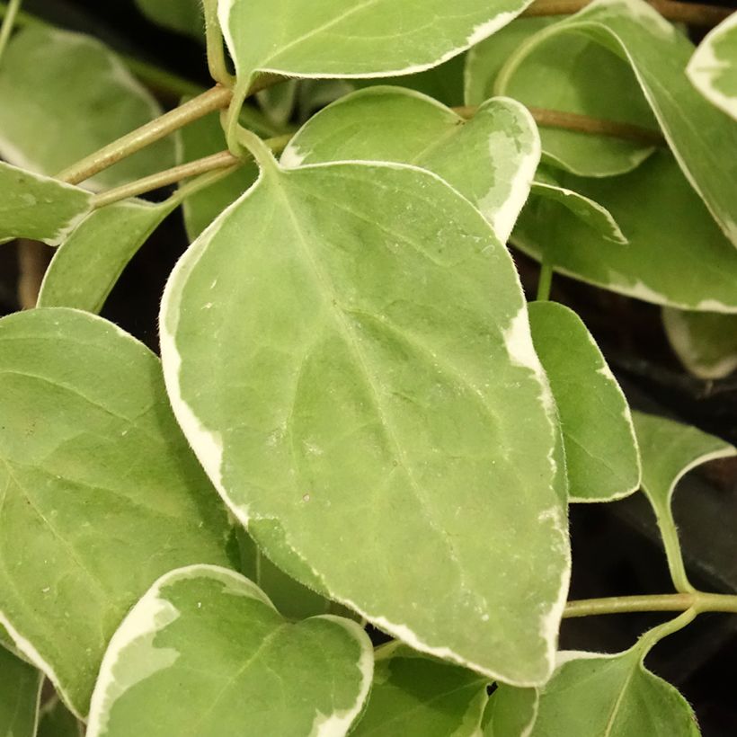 Pervinca-maior Variegata (Folhagem)
