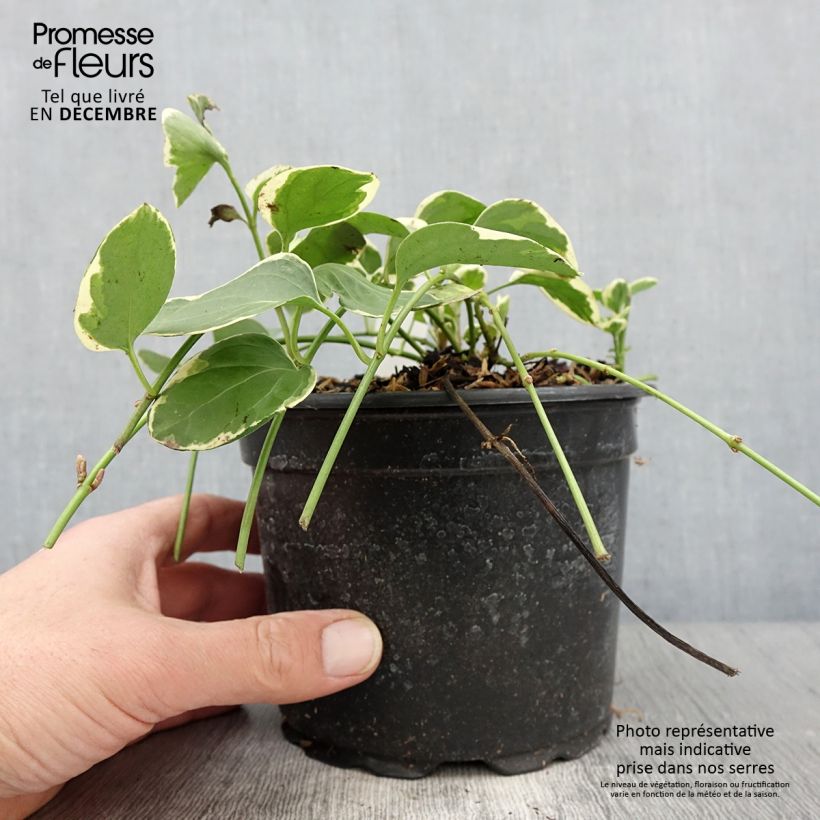 Amostra de Pervinca-maior Variegata Vaso de 2 L/3 L tal como entregue no outono