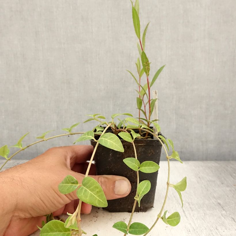 Amostra de Vinca-menor Alba Vaso de 8/9 cm tal como entregue no verão