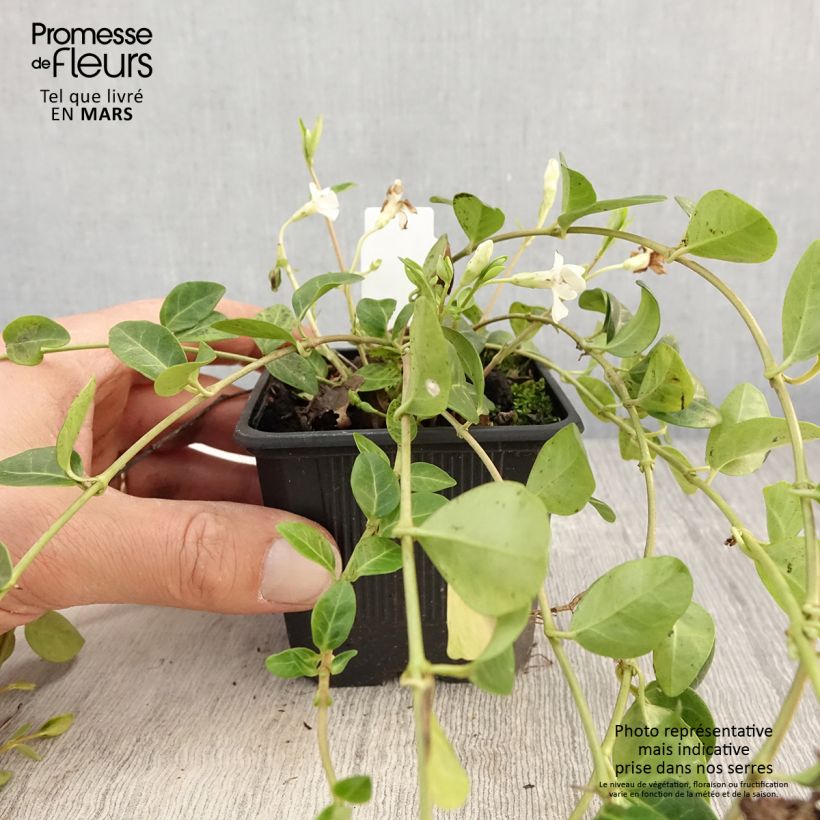 Amostra de Vinca-menor Alba Vaso de 8/9 cm tal como entregue na primavera