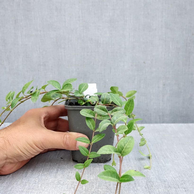 Amostra de Vinca-menor Alba Vaso de 8/9 cm tal como entregue no outono