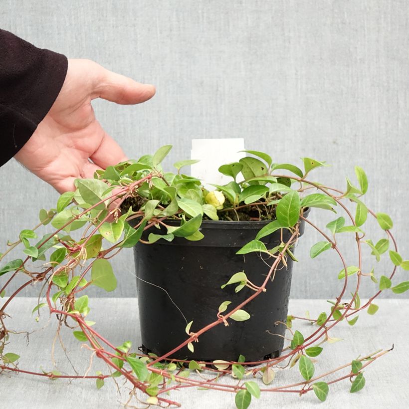 Amostra de Vinca-menor Alba Vaso de 2 L/3 L tal como entregue no outono