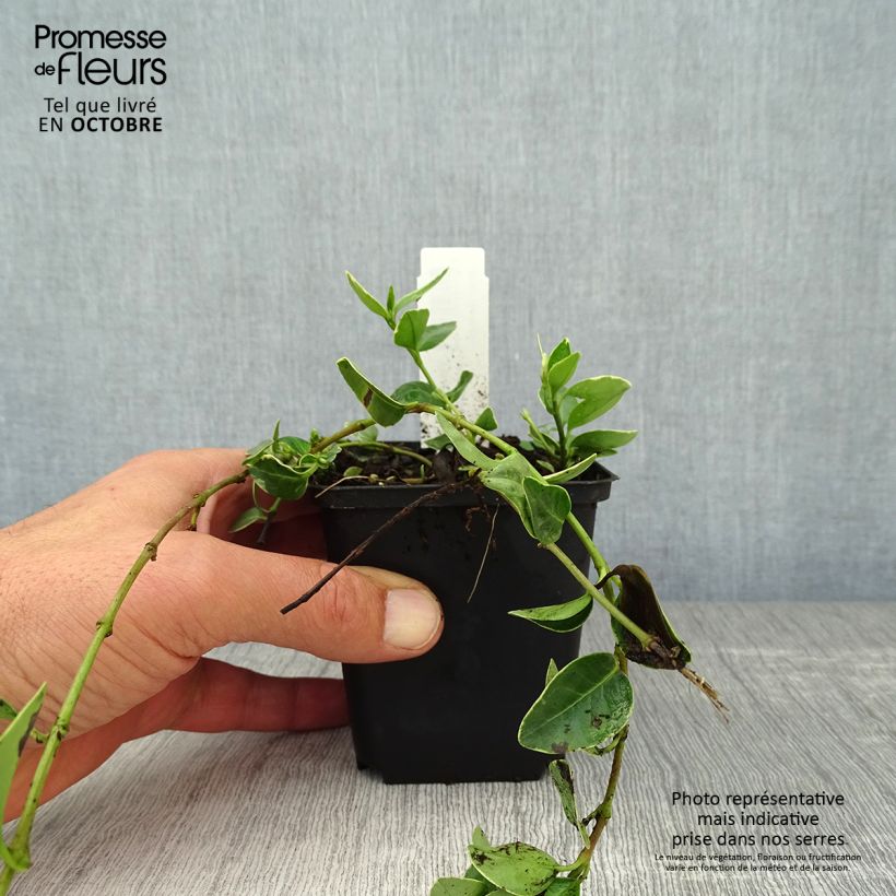 Amostra de Vinca-menor Argenteovariegata Vaso de 8/9 cm tal como entregue no outono