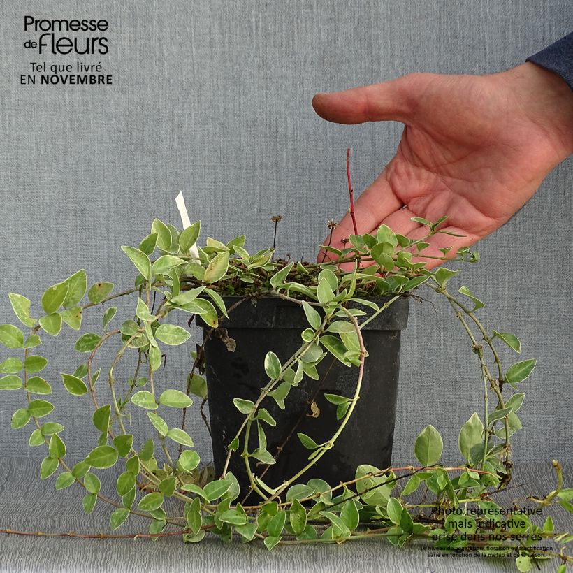 Amostra de Vinca-menor Argenteovariegata Vaso de 2 L/3 L tal como entregue no outono