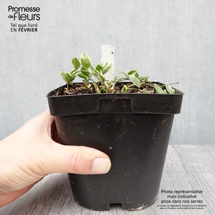 Amostra de Vinca-menor Argenteovariegata Vaso de 2 L/3 L tal como entregue no inverno