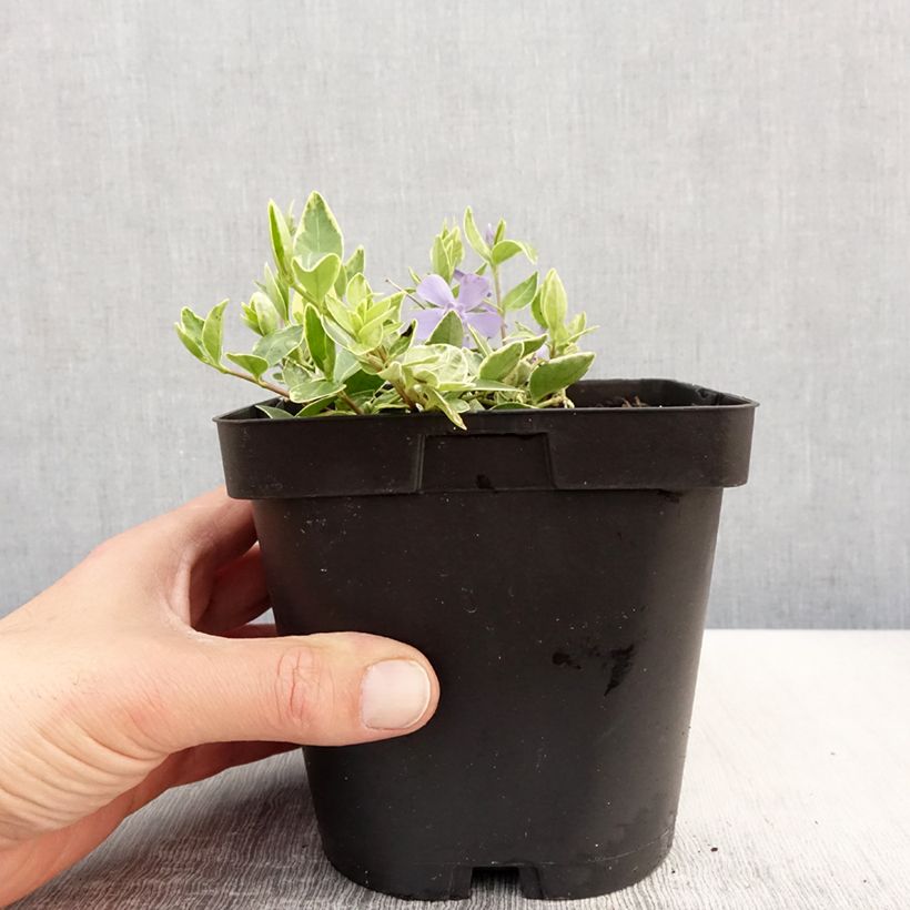 Amostra de Vinca-menor Argenteovariegata Vaso de 2 L/3 L tal como entregue na primavera