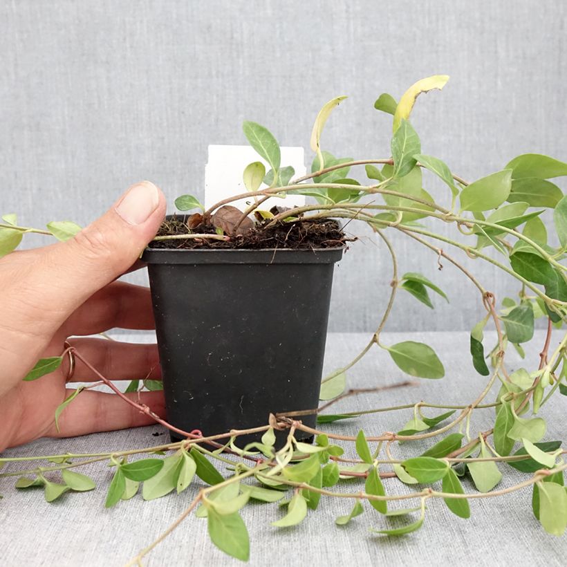Amostra de Vinca-menor Atropurpurea Vaso de 8/9 cm tal como entregue no verão