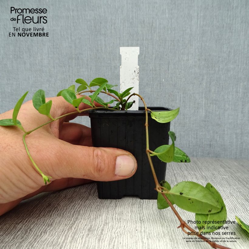 Amostra de Vinca-menor Atropurpurea Vaso de 8/9 cm tal como entregue no outono