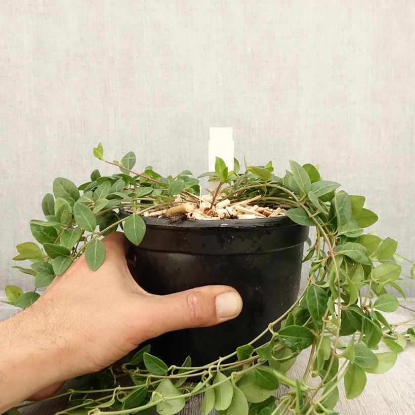 Amostra de Vinca-menor Atropurpurea Vaso de 2 L/3 L tal como entregue no outono