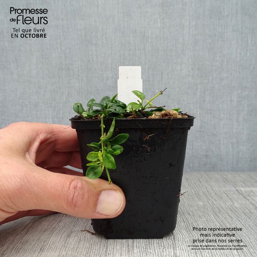 Amostra de Vinca-menor Elisa Vaso de 8/9 cm tal como entregue no outono