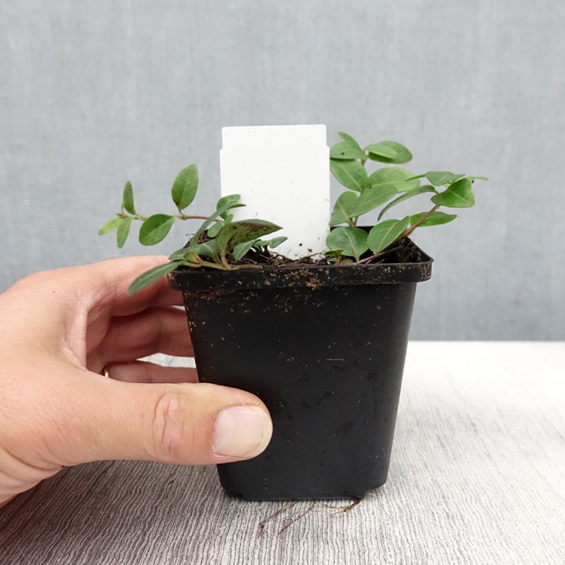 Amostra de Vinca-menor Flower Power Vaso de 8/9 cm tal como entregue no outono
