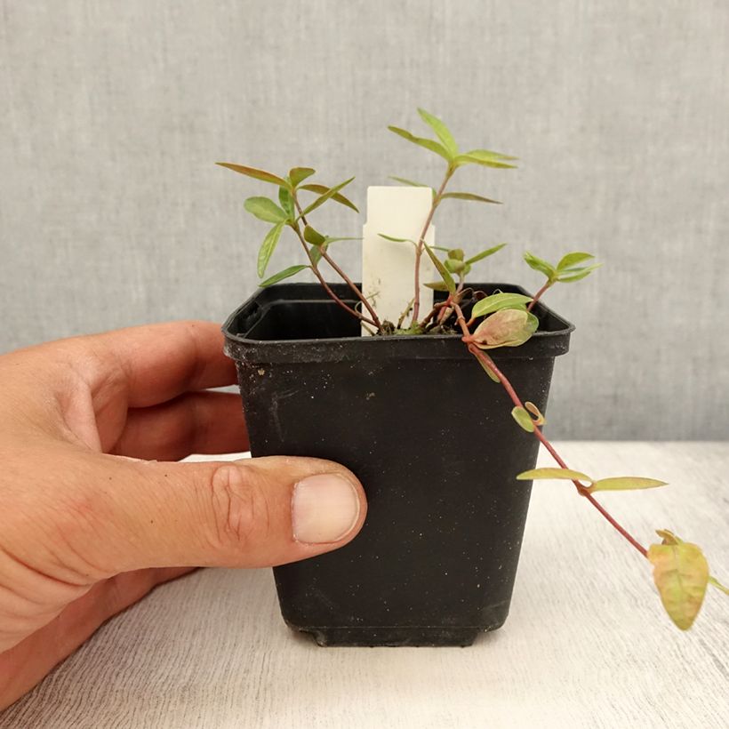 Amostra de Vinca-menor Flower Power Vaso de 8/9 cm tal como entregue no verão