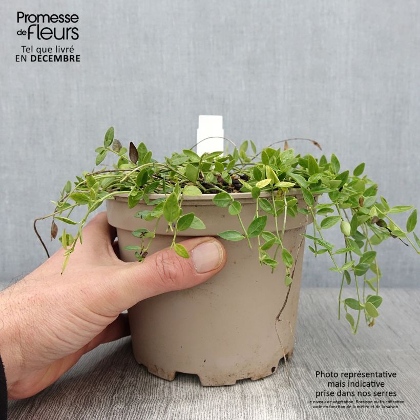 Amostra de Vinca-menor Gertrude Jekyll Vaso de 2 L/3 L tal como entregue no outono