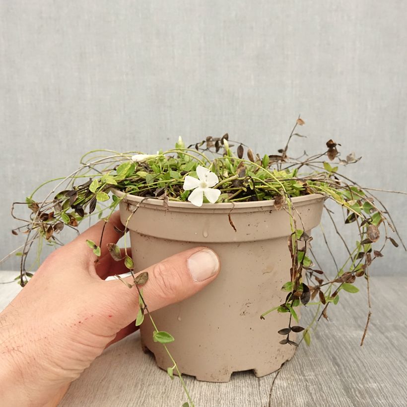 Amostra de Vinca-menor Gertrude Jekyll Vaso de 2 L/3 L tal como entregue na primavera