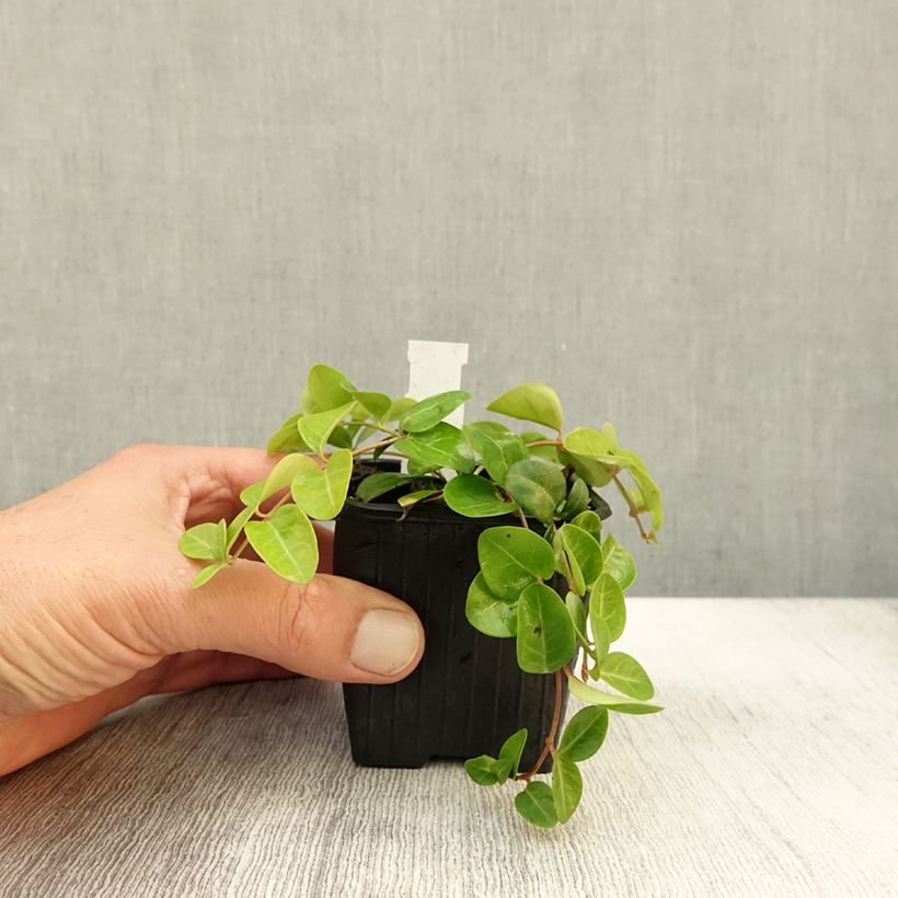 Amostra de Vinca-menor Grüner Teppich (Green Carpet) Vaso de 8/9 cm tal como entregue no outono